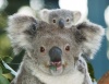Koala Games's Avatar