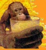 Orangutang's Avatar