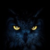 Owls's Avatar